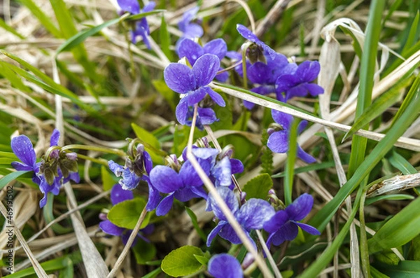 Obraz Spring blue blossoming flowers