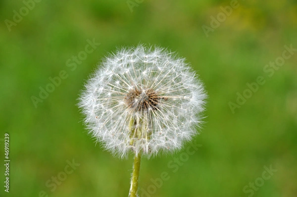 Fototapeta Pustekuchen