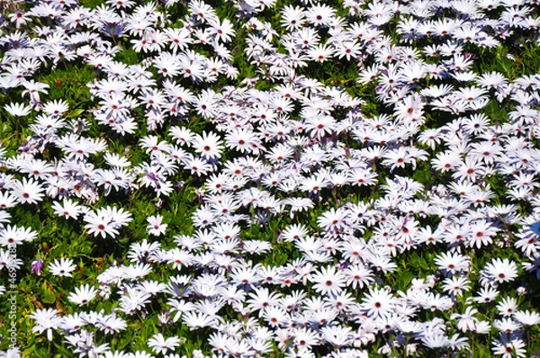 Fototapeta Daisy Field