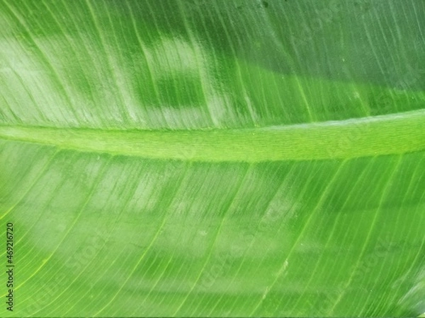 Fototapeta Closeup of banana leaf texture green and fresh in a park.