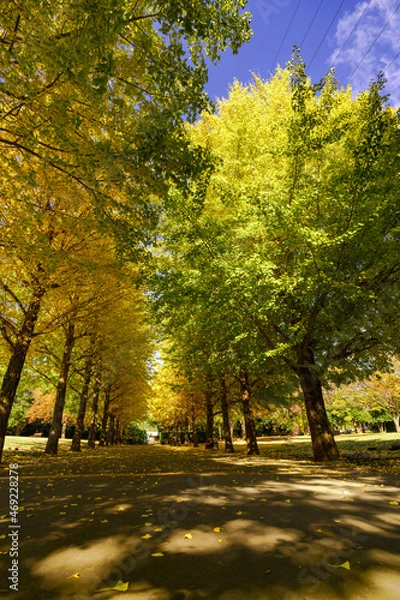 Fototapeta 銀杏並木