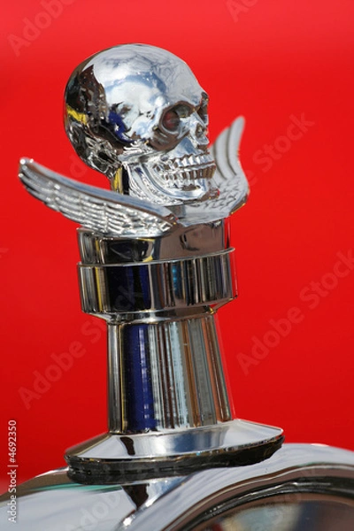 Obraz Skull and Wings