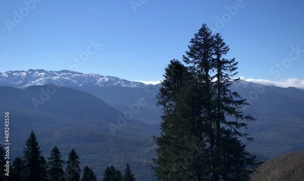Fototapeta Fir trees on the background of snow-capped mountains