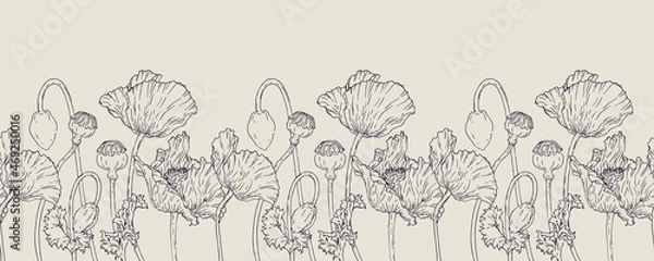 Fototapeta Wektor pozioma ręka darwn mak -poppy. Bezszwowa granica. EPS 10. Ilustracja botaniczna linii. Kwiatowe tło