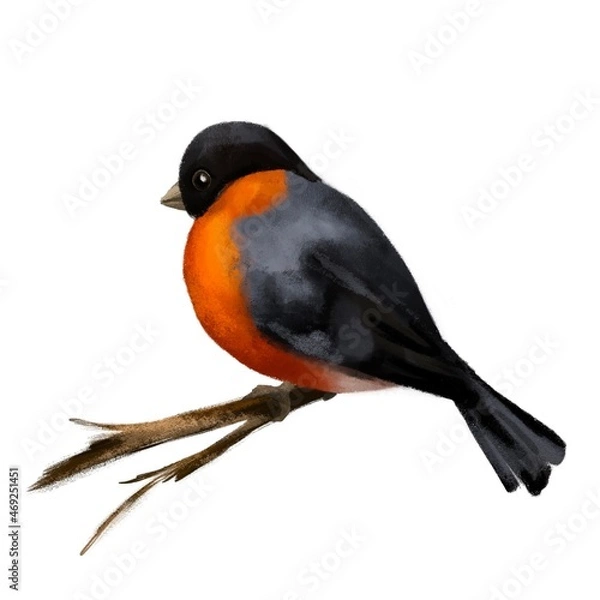 Fototapeta Bullfinch. Winter bird on a branch. Christmas. Postcard with a bird. A beautiful picture for children. Red bird. For book, design, teaching, painting by numbers. Handmade paints. 