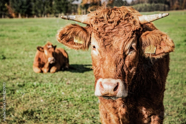 Fototapeta Galloway auf Weide