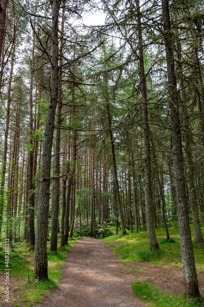 Fototapeta Road between trees at a forest
