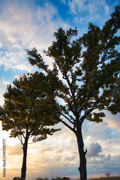 Fototapeta 朝焼けた木