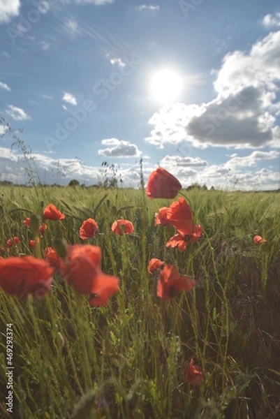Obraz red poppy field