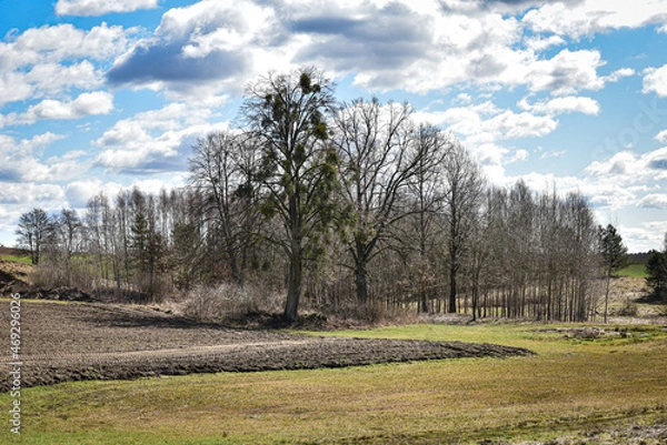 Fototapeta tree in the field