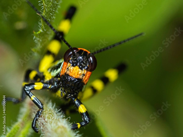 Obraz locust in colors