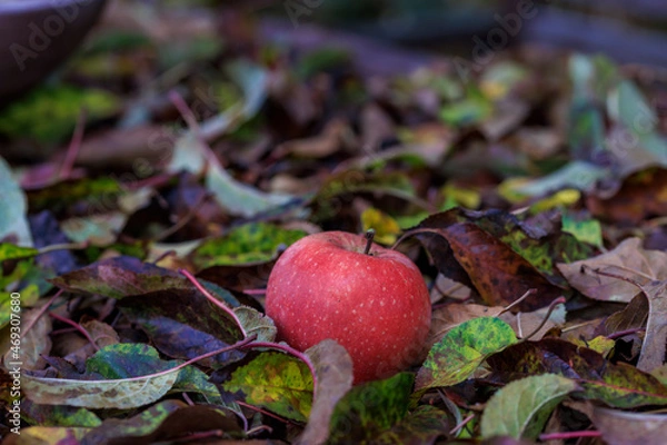 Obraz Apfel im Herbstlaub