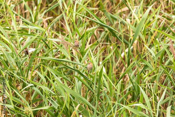 Fototapeta 草むらの小鳥