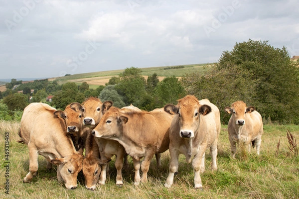 Obraz cows in a meadow