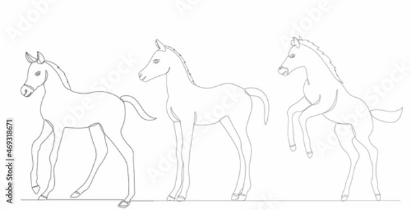 Obraz foals drawing one continuous line vector, isolated