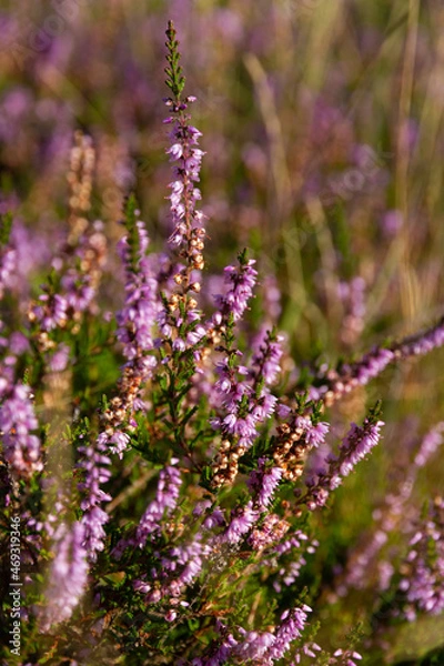Fototapeta close up of heather