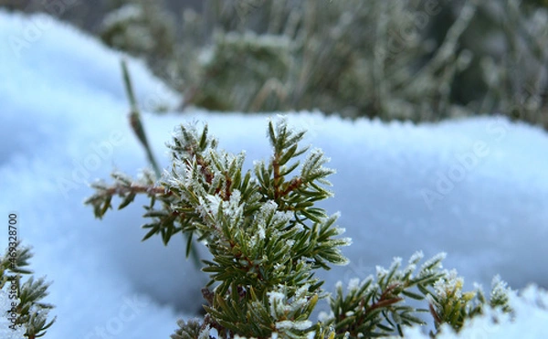 Fototapeta Fir branch with snow