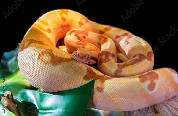 Fototapeta Boa Imperator (lat. Sunglow Max Carame).
 It is a species of nonvenomous snakes. The average length is from 1.3 to 2.5 m, but can reach 3.7 m. The average weight is about 6 kg. The Imperial boa constr
