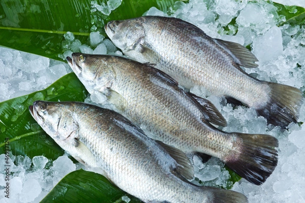 Fototapeta Fresh Seabass place on banana leaf and chilled on ice
