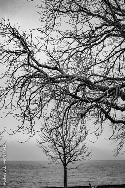 Obraz tree in the fog