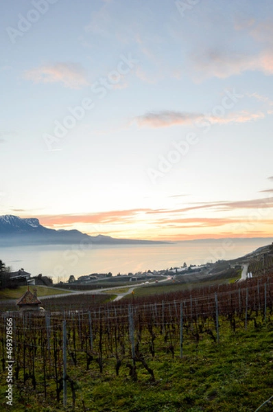 Obraz vineyard in autumn