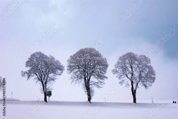 Obraz trees in winter
