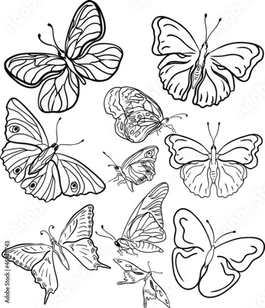 Obraz outline butterfly silhouettes