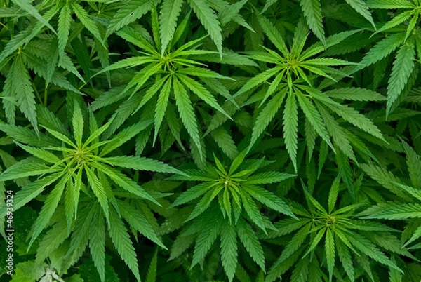 Obraz MARIHUANA