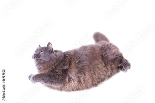 Obraz Flying cat