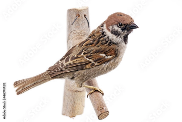 Obraz Feldsperling freigestellt