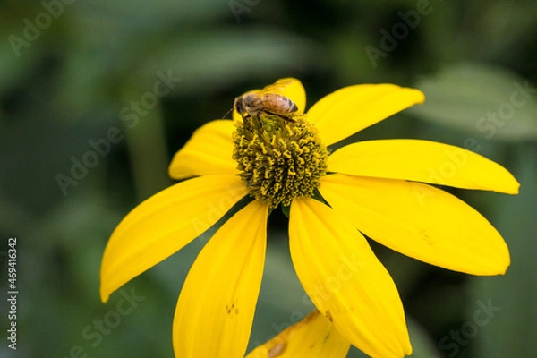 Obraz Bee on a yellow flower