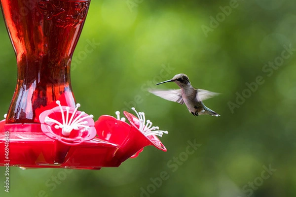 Obraz Hummingbird feeder
