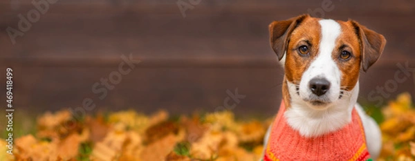 Fototapeta Portrait of a young dog Jack Russell breed with a sweater on a background of yellow grass covered with autumn leaves and a wooden fence. Cozy autumn concept. Stretched horizontal image for banner