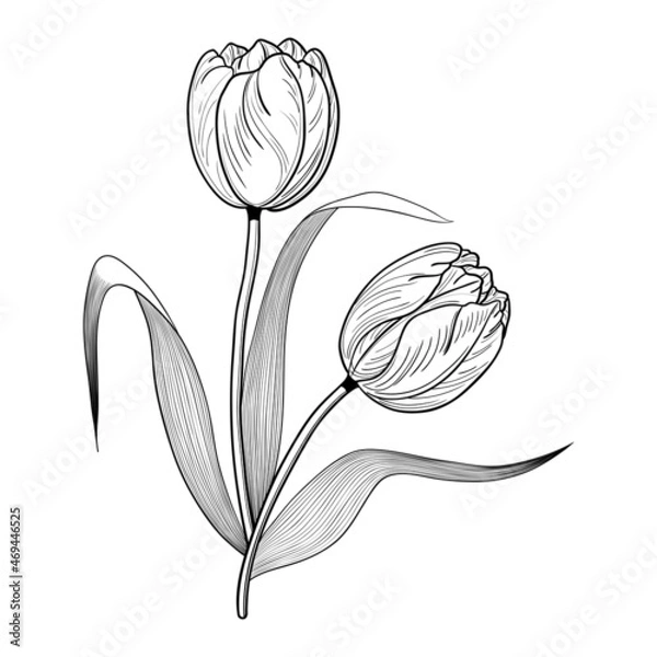 Fototapeta Monochrome bouquet of two tulips with leaves. Flower line art. Isolated white background.