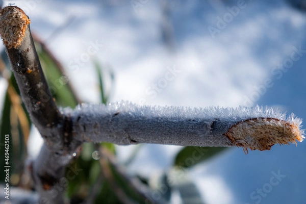 Fototapeta 寒さの象徴