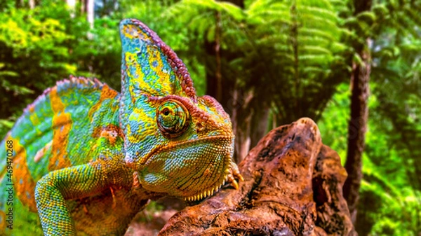 Obraz A colorful close-up chameleon with a high crest on its head.