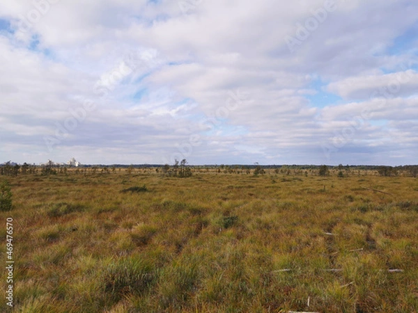 Obraz Tall, dry, yellow grass and small pines growing in a swamp, against the background of a forest and a beautiful sky with clouds..