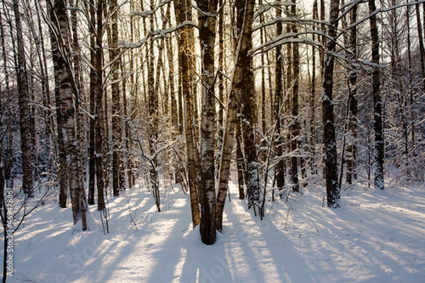 Obraz Snow-covered winter frosty birch forest with backdrop sunlight
