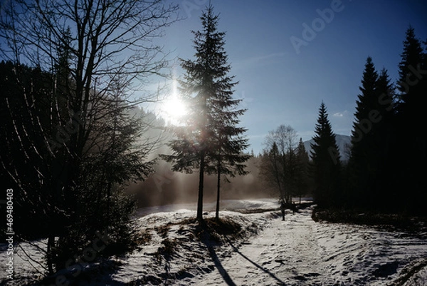 Obraz snow covered trees