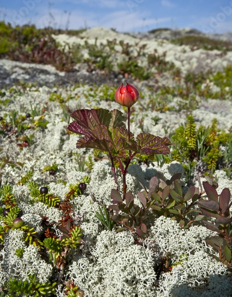 Obraz морошка,Rubus chamaemorus