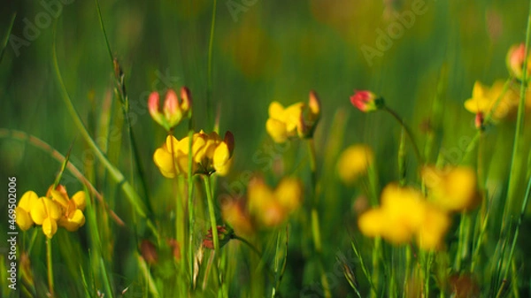Fototapeta Macro de fleurs aux pétales jaunes sauvages, avec un beau flou d'arrière-plan