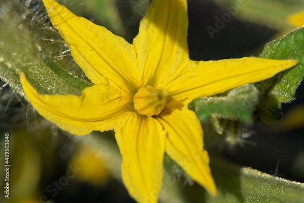 Fototapeta トマトの花　6月