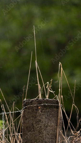 Obraz grasshopper on the grass