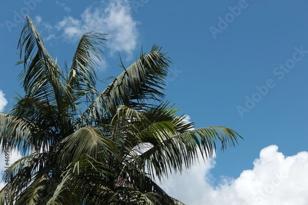 Obraz coconut trees