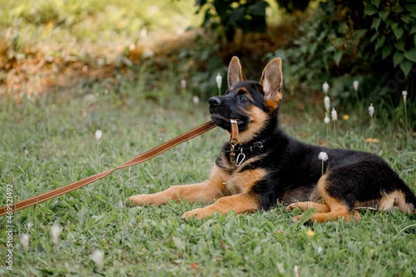Fototapeta German Shepherd keeps the leash in his mouth and does not want to give it away lying in the park