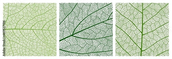 Obraz Close up green leaf texture pattern, leaf pattern background with veins and cells. Vector venation structure of tree plant foliage, abstract mosaic backdrop of birch or maple leaf surface