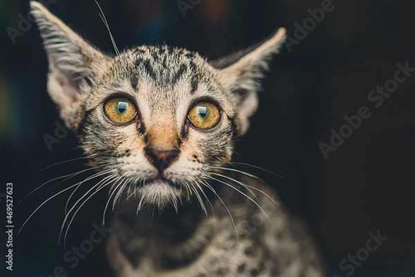 Fototapeta Thai cat bite their fingers and play with love , Kitten funny face at home , beloved pet concept.
