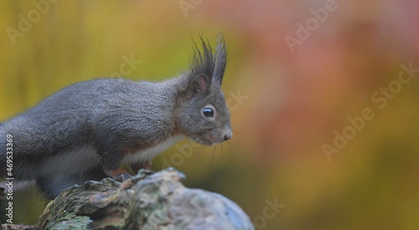 Fototapeta Eichhörnchen auf Wurzel