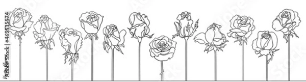 Obraz Roses line art vector hand drawn set. Minimalistic sketchy flowers.
