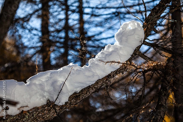 Fototapeta branch laden with snow in winter